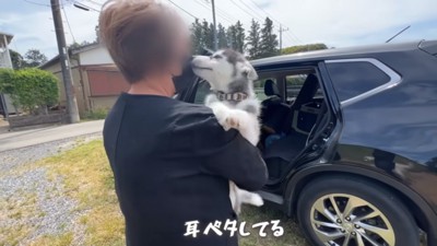 耳ペタのヴァルくん