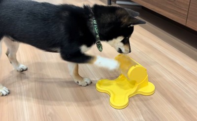 ご飯が出る玩具に苦戦するくろべえ君