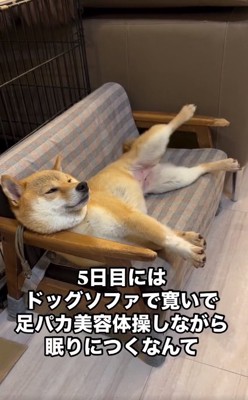 足を上げるすももちゃん