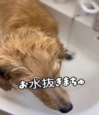栓を抜く犬