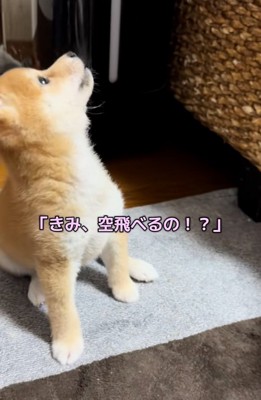 鳥に驚くワンコ