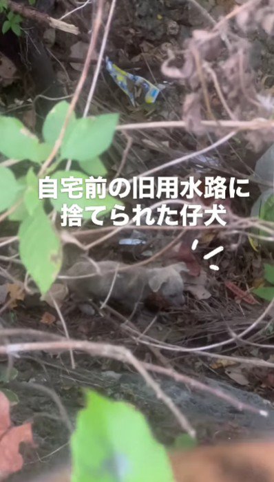 用水路に捨てられた子犬