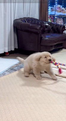 成犬の咥えたロープを口に咥えて耐える子犬