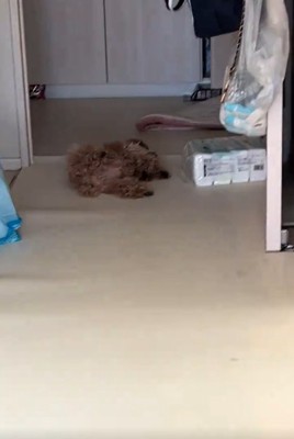 寝ている犬2