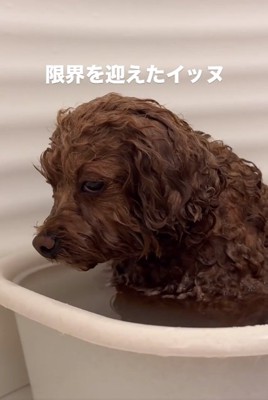 溶けそうなピノちゃん