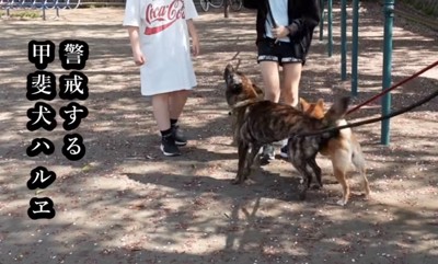 散歩中に人へ警戒する犬