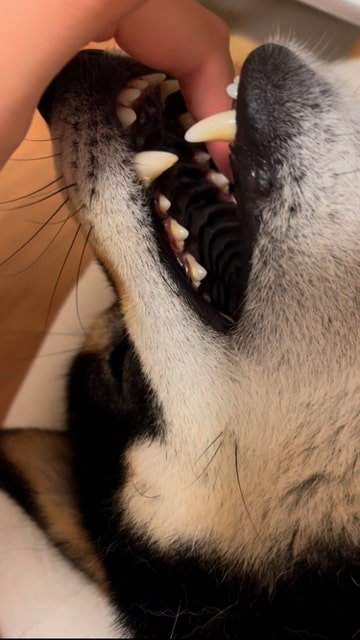 指を柴犬の口の奥まで入れる飼い主