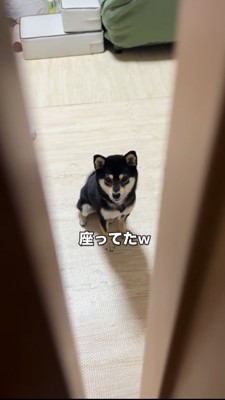 飼い主さんを見てちょこんと座る豆柴