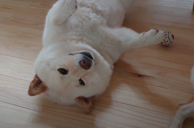 仰向けで目を開けた犬のアップ