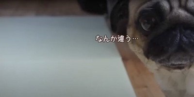 カメラ目線で不満を言いつけるパグ