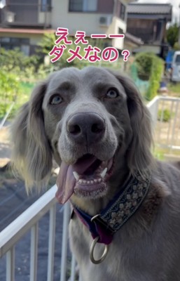 ボール大好きウェンディちゃん