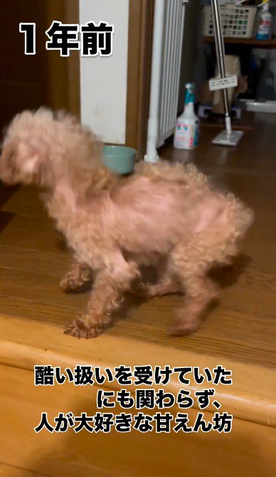 部屋の中を見まわす犬