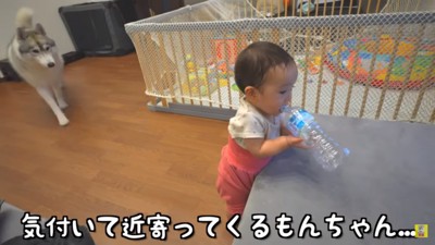 娘ちゃんに近寄るもんちゃん