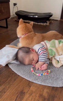 周りを確認する柴犬