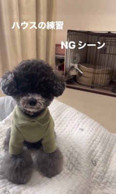 ハウスを失敗するさくらちゃん