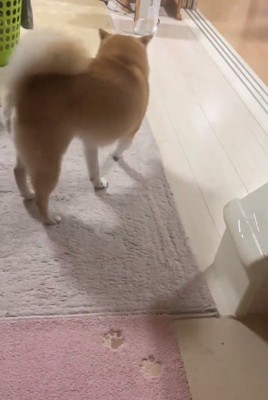 立ち去るこまりちゃん