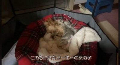 ペット用ベッドに丸まるメスの老犬