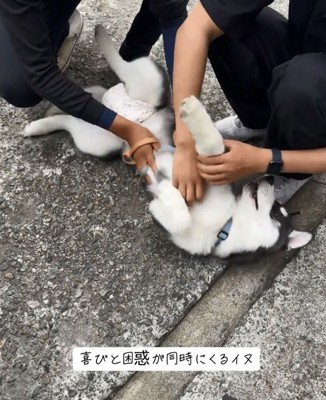 落ち着いたキラくん