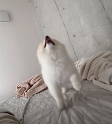 吠えずにアピール