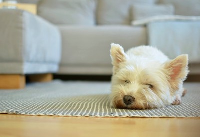 部屋でお昼寝する犬