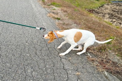 リードを引く、茶白の垂れ耳の犬