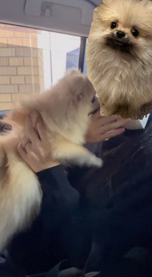 女性に飛びつく犬