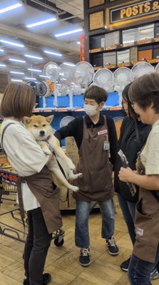 店員に抱っこされながら他の店員に撫でられる犬