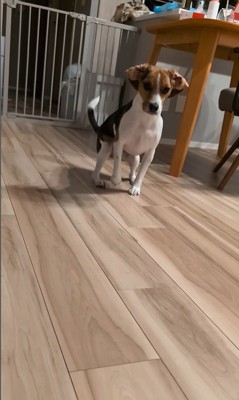 ペルルちゃんの「待て」4