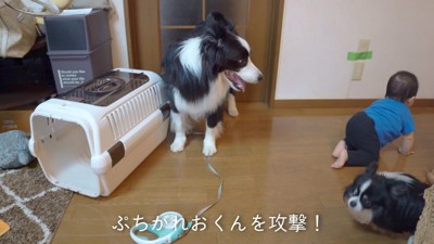 ぷちちゃんが赤ちゃんに突撃