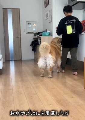 子どもの後ろを歩く犬