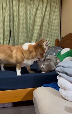 猫の頭を鼻で突くコーギー