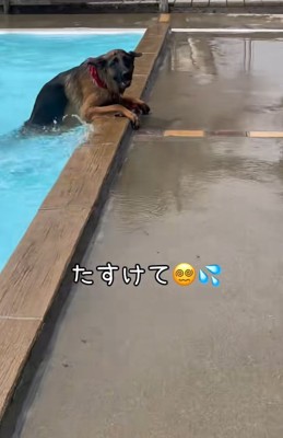 助けを求める大型犬