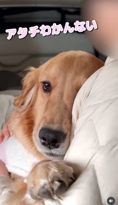 抱きつく大型犬