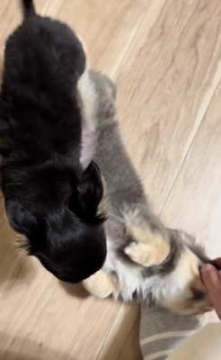 「私も撫でて!」