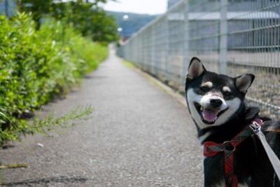 歩道、黒柴
