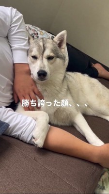 飼い主さんの腕の中でドヤ顔するハスキー