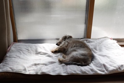 シニア犬のベッド