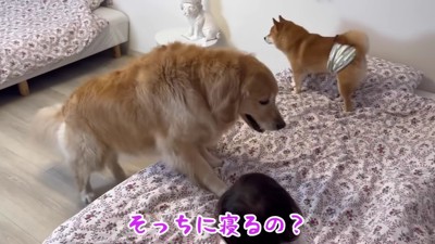 「ここで寝たい！」