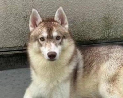 シベリアンハスキーのロイちゃん