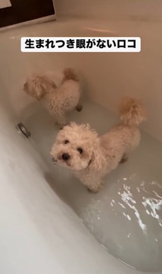 泳ぎにチャレンジするロコちゃん