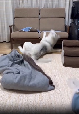 足を滑らせる犬