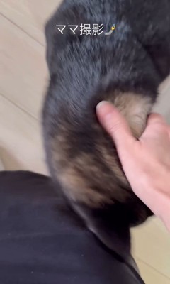 モカちゃんとママさんの再会5