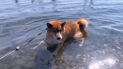 絶望の表情でフリーズ！