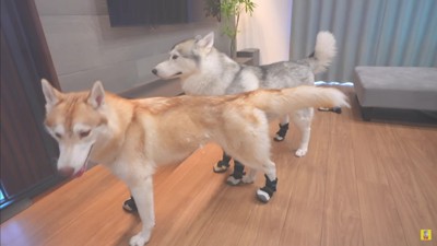 もんちゃんも靴に挑戦