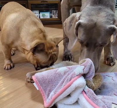 スローロリスを可愛がる犬たち