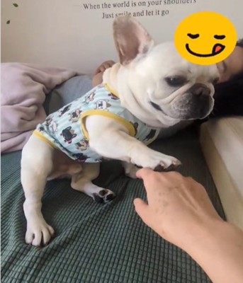 手を出す犬2