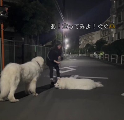 超大型犬と散歩したら…