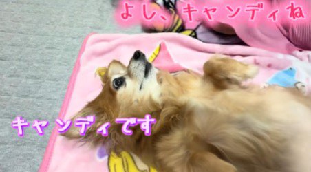 キャンディちゃんは患者役