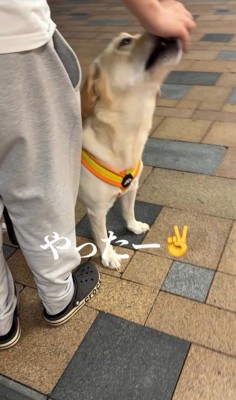 ママさんのお迎えに来たレオンくん⑩