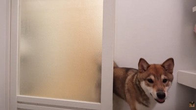 おはぎちゃんが会いに来ました♪